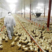 Preço do equipamento de frango de aves automática com certificado CE