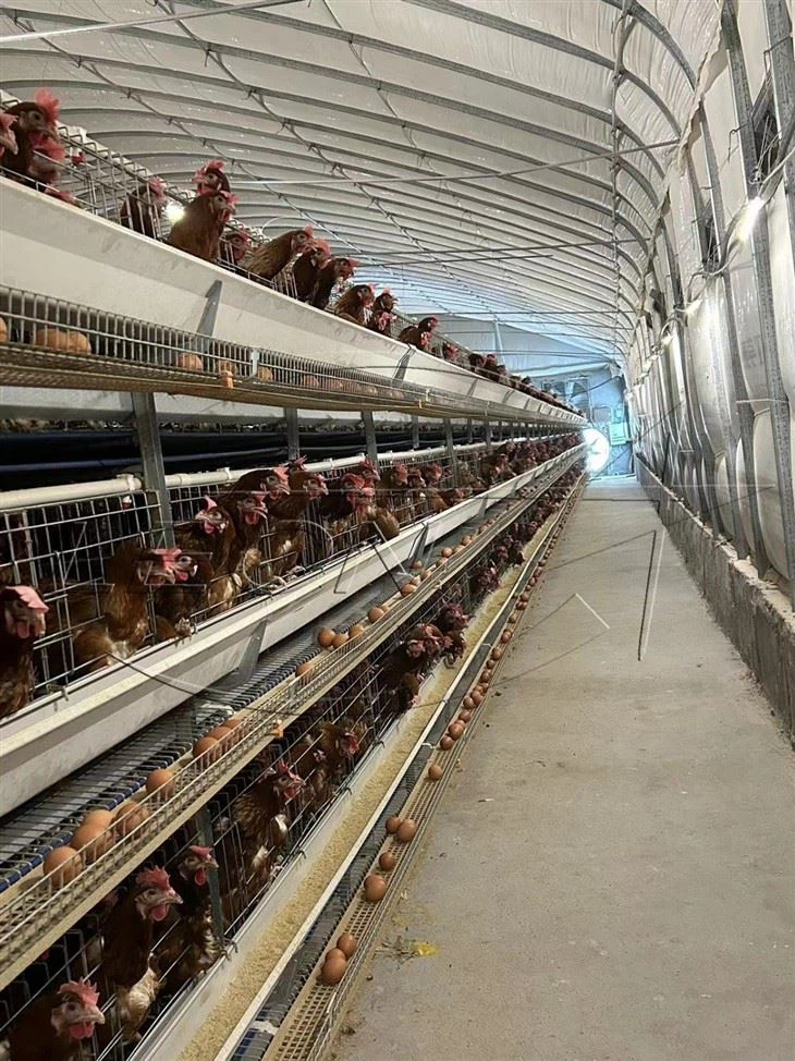 h layer cage