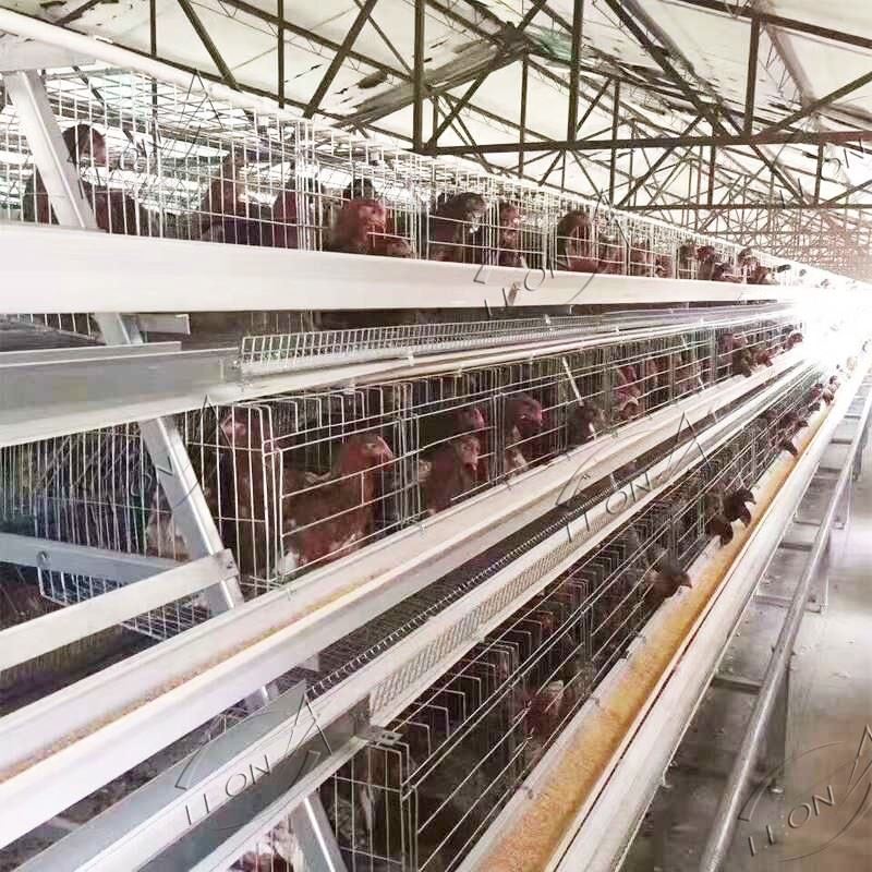 Coleção automática de ovos a - Tipo Sistema de gaiola de camada