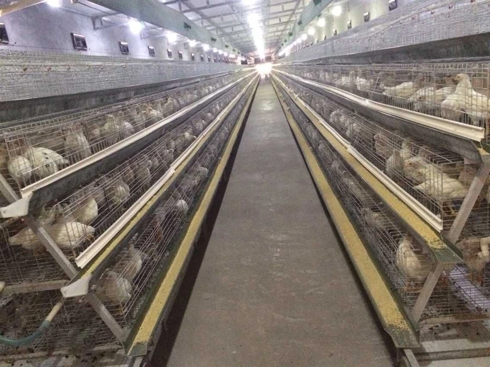 Automatic Egg Collection A-Type Layer Cage System