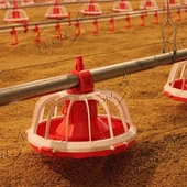 Comedouros Automáticos de Frango para Avicultura
